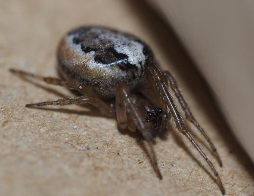 Zygiella x-notata